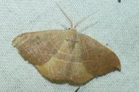 Watsonalla uncinula