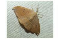 Watsonalla uncinula