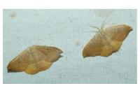 Watsonalla uncinula