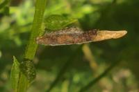 Coleophora calycotomella