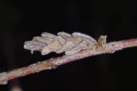 Coleophora juncicolella
