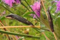 Coleophora conspicuella