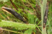 Coleophora conspicuella