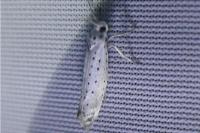Yponomeuta rorrella
