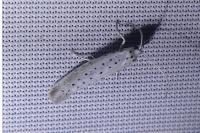 Yponomeuta rorrella