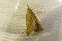 Synaphe punctalis