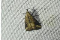 Schrankia costaestrigalis