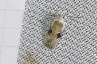 Agonopterix alstroemeriana