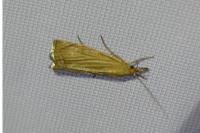 Chrysoteuchia culmella