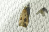 Endothenia quadrimaculana