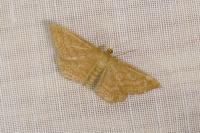 Idaea ochrata