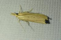 Ematheudes punctella