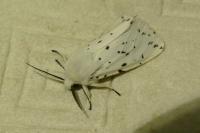Spilosoma lubricipeda