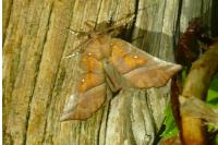 Scoliopteryx libatrix