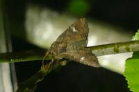 Mesapamea secalella/secalis