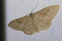 Idaea rubraria