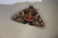 Catocala promissa