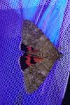 Catocala nupta