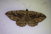 Philereme transversata