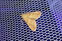 Endotricha flammealis