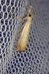 Chrysoteuchia culmella