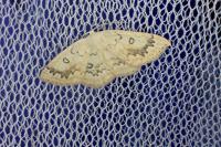 Cyclophora annularia