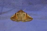 Habrosyne pyritoides