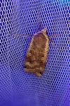 Noctua pronuba