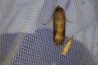 Agrotis ipsilon