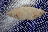 Cyclophora punctaria