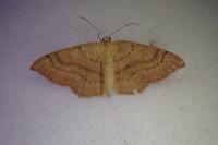 Cyclophora linearia