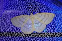 Cabera exanthemata
