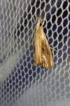 Catoptria verellus