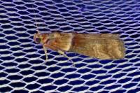 Acrobasis tumidana