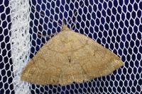 Zanclognatha lunalis