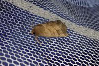 Ipimorpha retusa