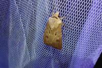Agrotis exclamationis