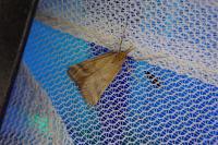 Synaphe punctalis