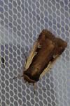 Ochropleura plecta