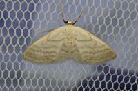 Idaea subsericeata