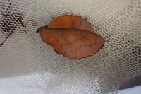 Gastropacha quercifolia