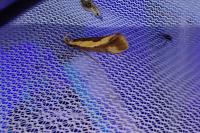 Harpella forficella