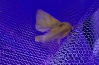 Malacosoma neustria
