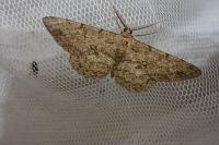 Hypomecis punctinalis