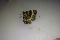 Epirrhoe alternata
