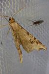 Macaria alternata