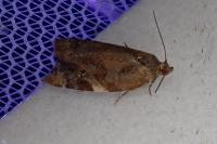 Ditula angustiorana