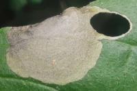 Antispila petryi