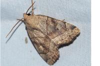 Cosmia trapezina