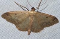 Idaea biselata